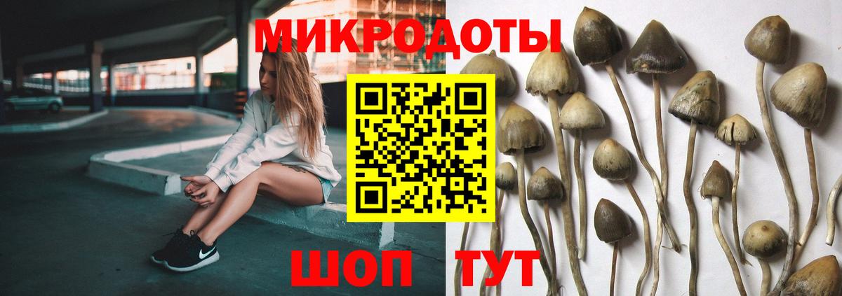 как найти   Вход с VPN  Тосно  Псилоцибиновые грибы Psilocybe 